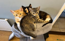 Mixed Breed cats for sale: Kittens, 2 female and one male - Image 2