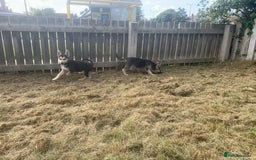 Shepsky dogs for sale: 2 beautiful Shepski puppies for sale  - Image 14