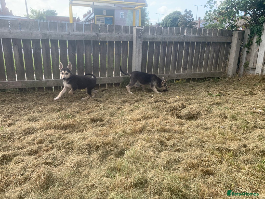 Shepsky dogs for sale: 2 beautiful Shepski puppies for sale  - Image 14