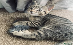 Domestic Shorthair cats for sale: ** LAST GIRL LEFT ** - Image 1