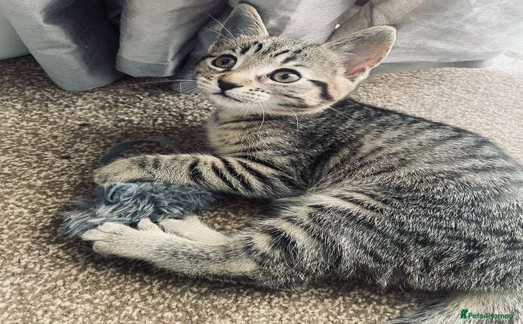 Domestic Shorthair cats - Advert 6