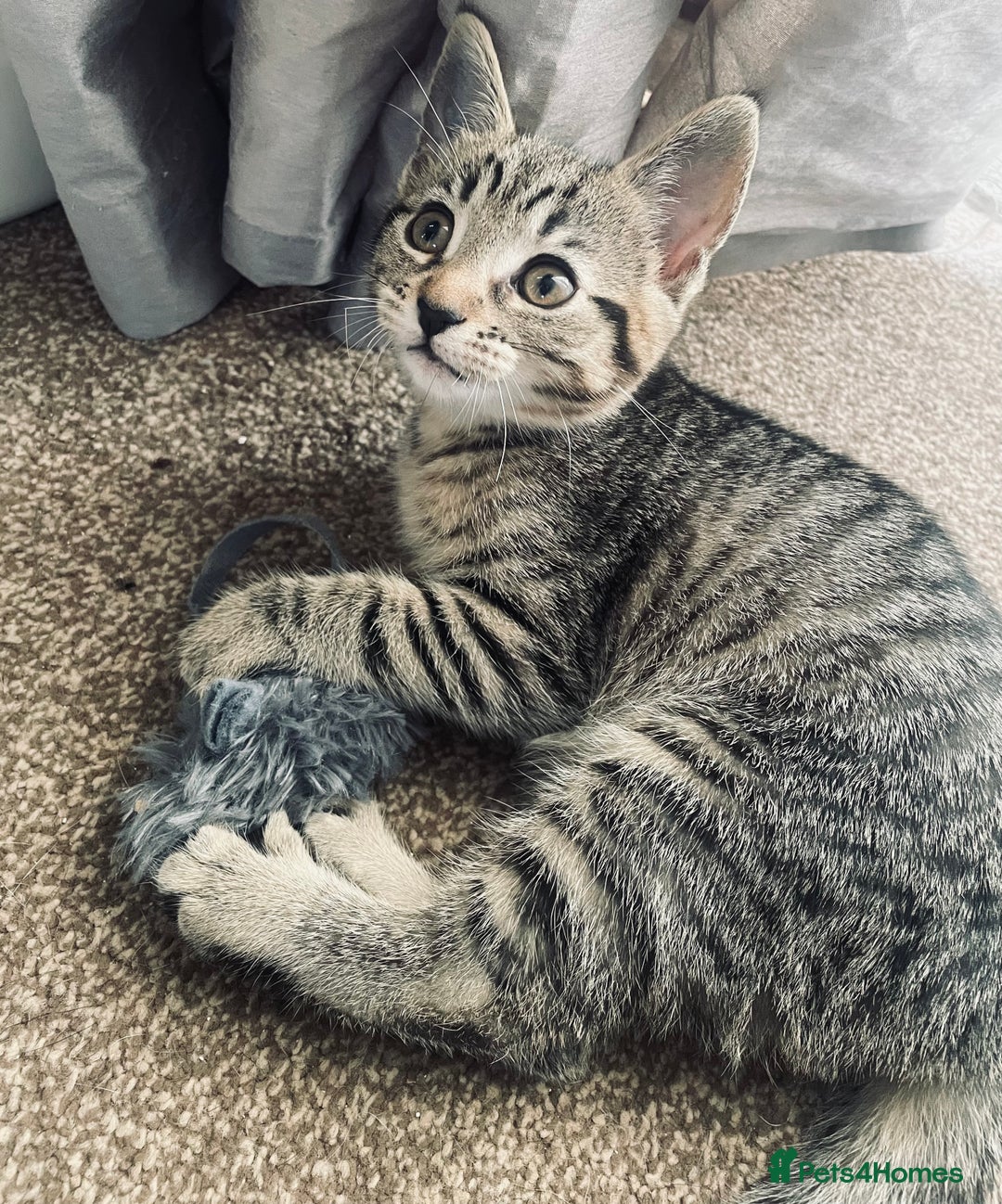 Domestic Shorthair cats for sale: ** LAST GIRL LEFT ** - Image 1