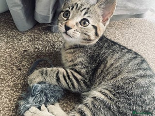 Domestic Shorthair cats - Advert 10