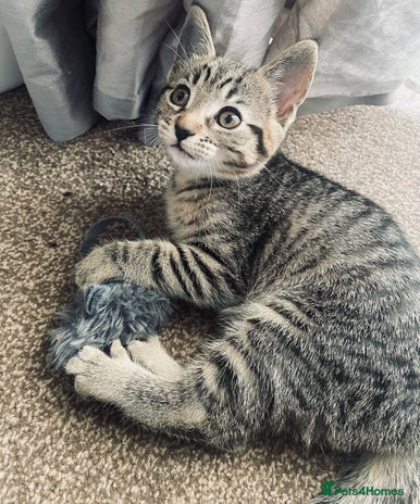 Domestic Shorthair cats - Advert 1