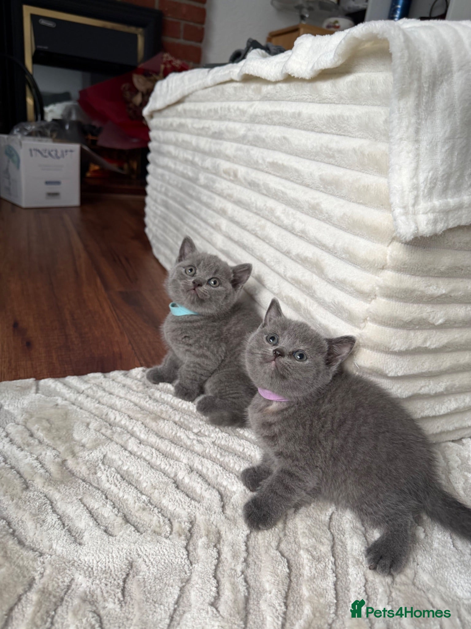 British Shorthair cats 2 British shorthair kittens - Advert 1