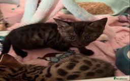 Bengal cats for sale: 3 Bengals for sale - Image 11