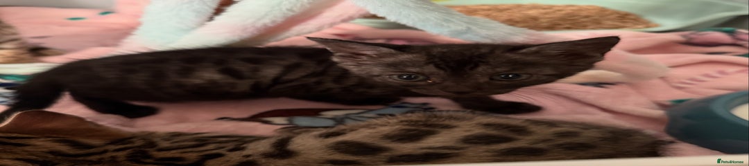 Stormie - Pink collar