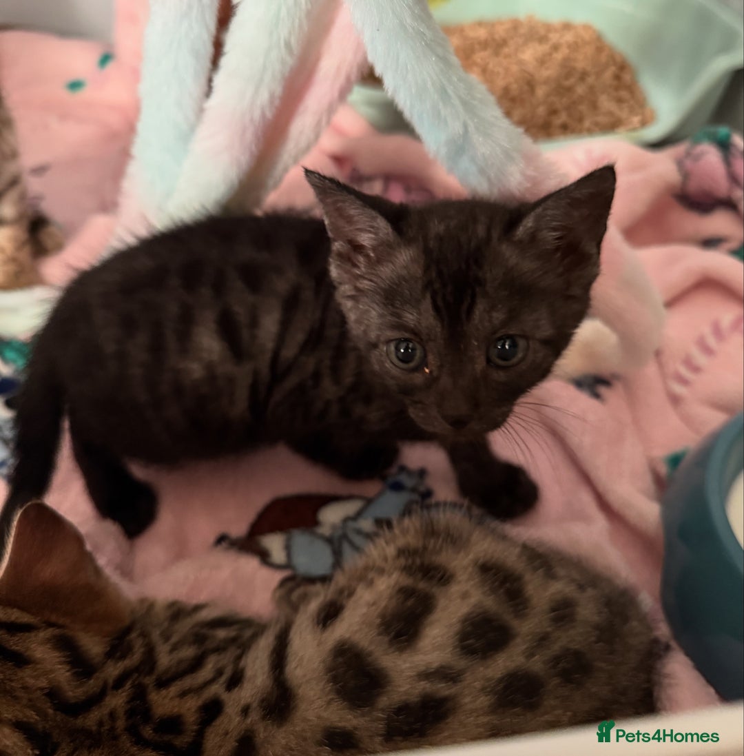 Bengal cats for sale: 3 Bengals for sale - Image 11