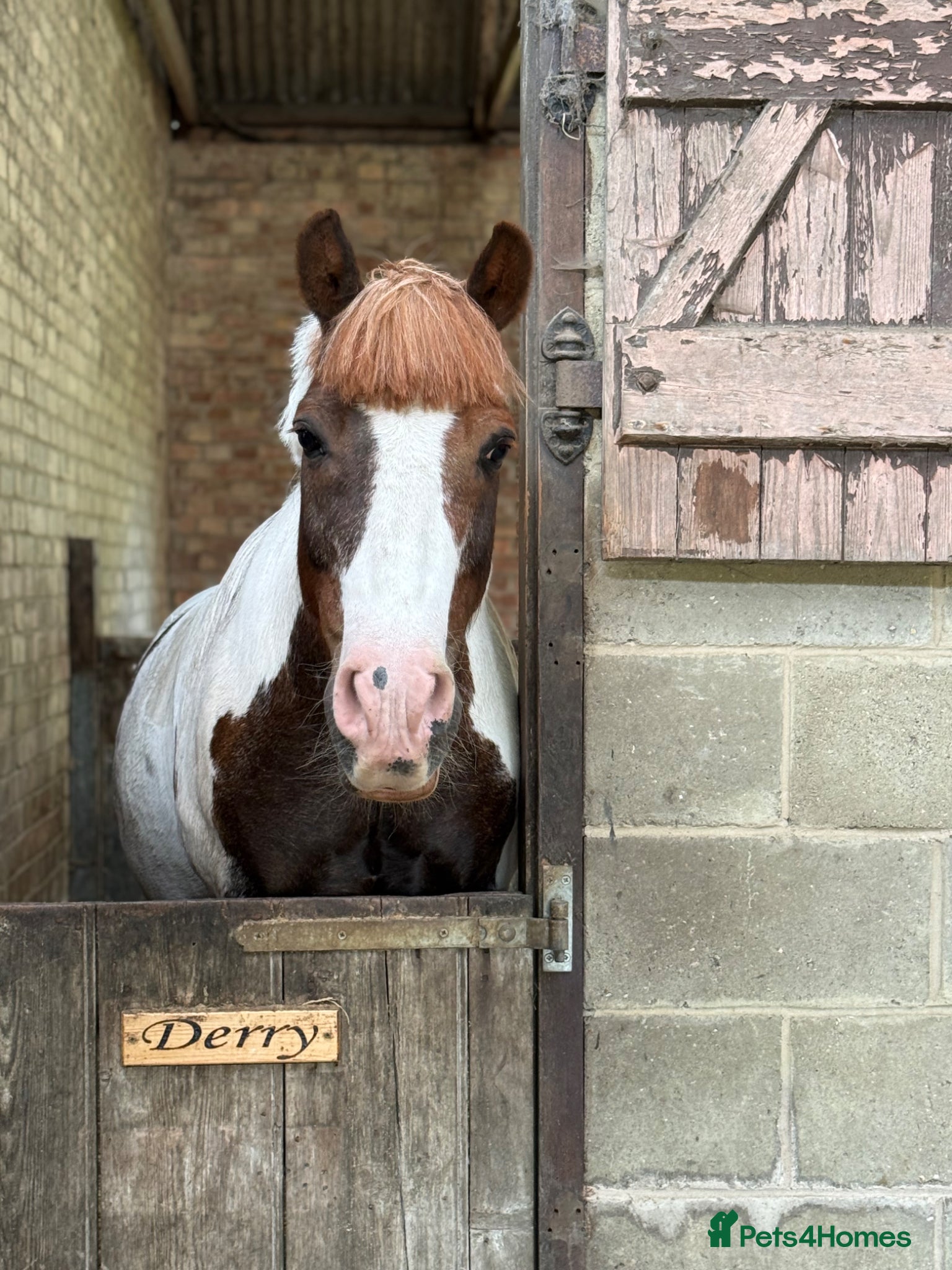 Welsh Section C horses 12.2 Family/PC Pony - Advert 2