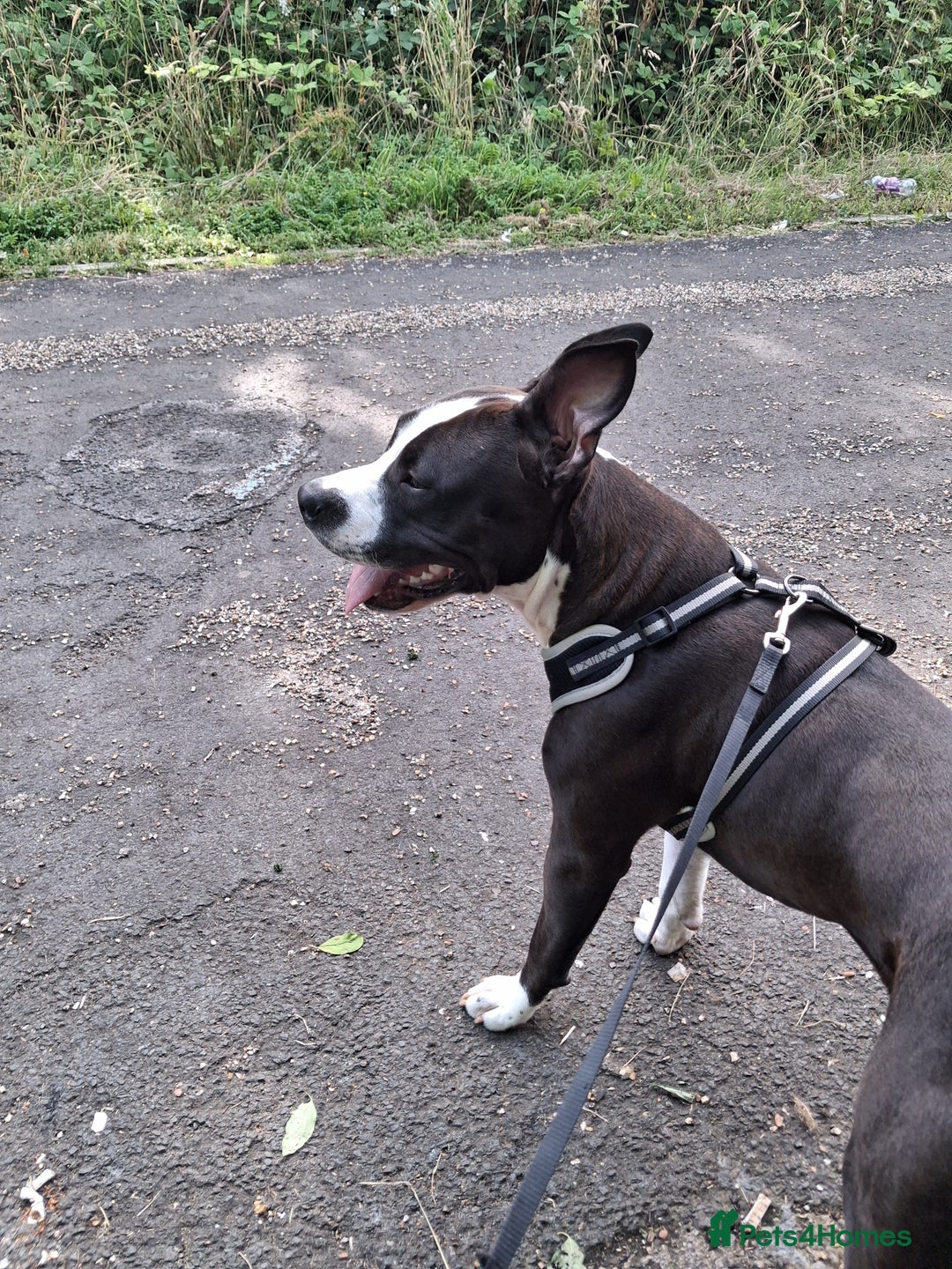 American Bull Staffy dogs for sale: Dodge  - Image 8