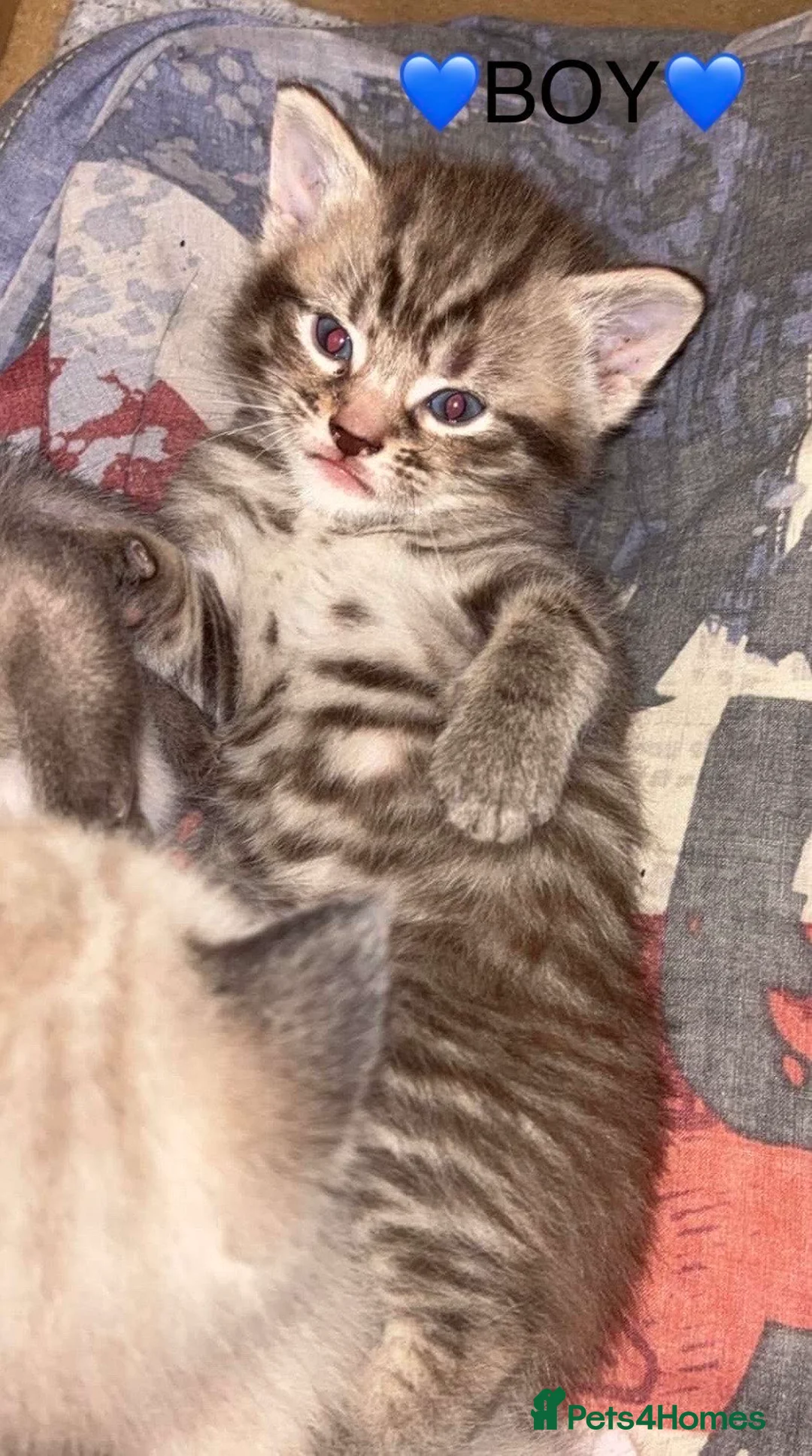 Mixed Breed cats for sale: 3 Gorgeous kittens  in Southampton - Advert 8