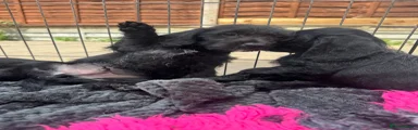 Doxiepoo 2
