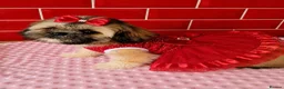 Shih Tzu dogs for sale: Beautiful Shih Tzu puppy available - Advert 6