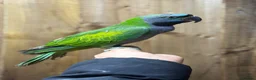 Parakeets birds for sale: Lord darbyan - Advert 2