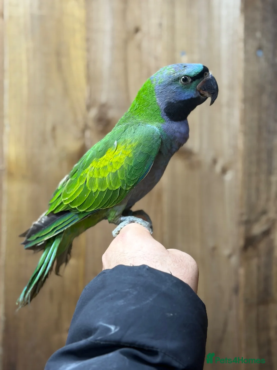 Parakeets birds for sale: Lord darbyan - Advert 2