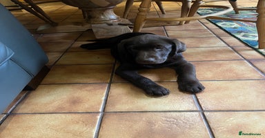 Labrador Retriever dogs - Advert 3