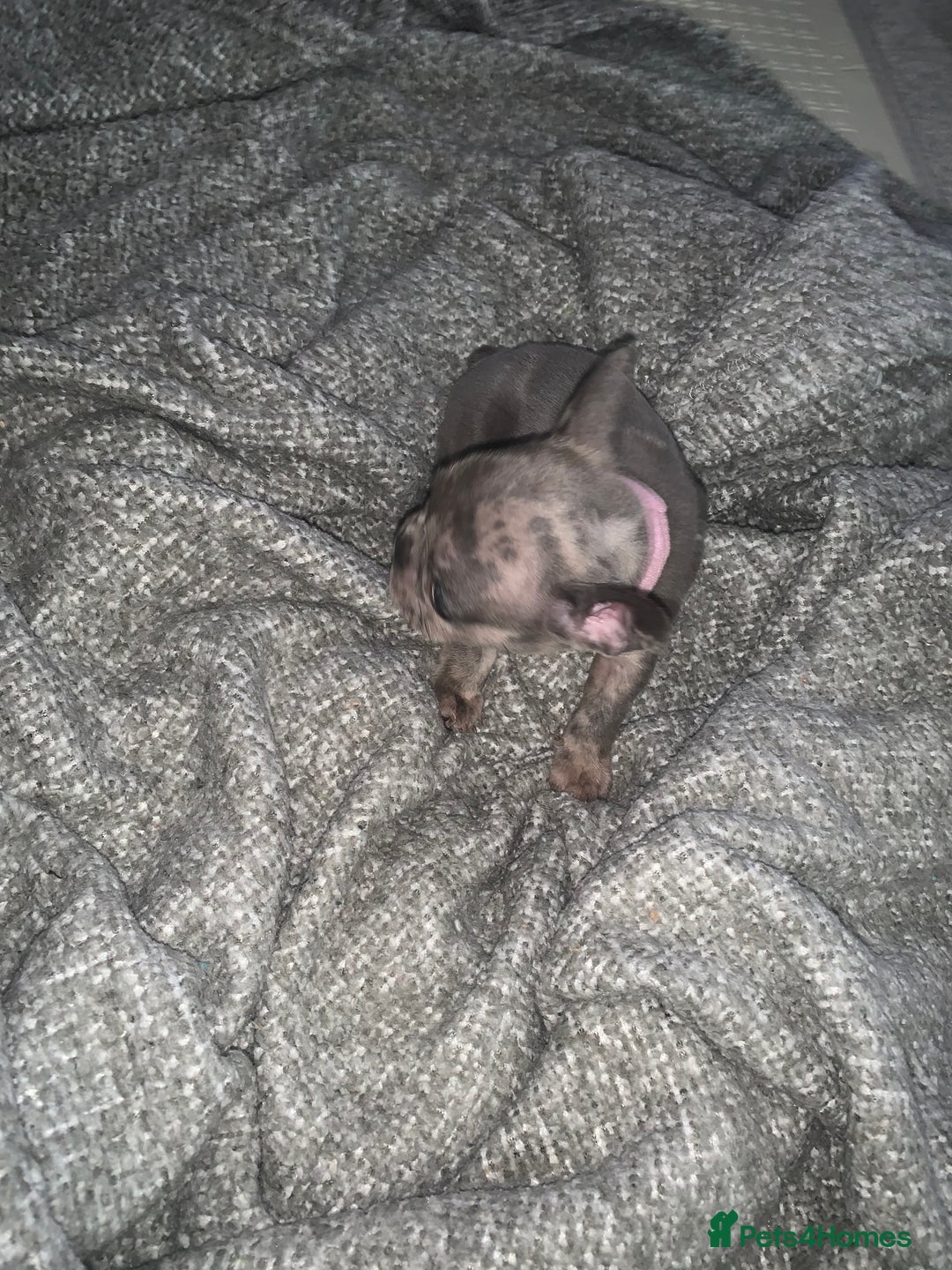 French Bulldog dogs for sale: REDUCED!!🥰Ready SOON 🐾 French bulldog puppies - Image 28