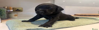 Labrador Retriever Puppy 6
