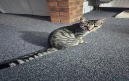 Bengal cats for sale: Bengal male very playfull and frindly  - Advert 3