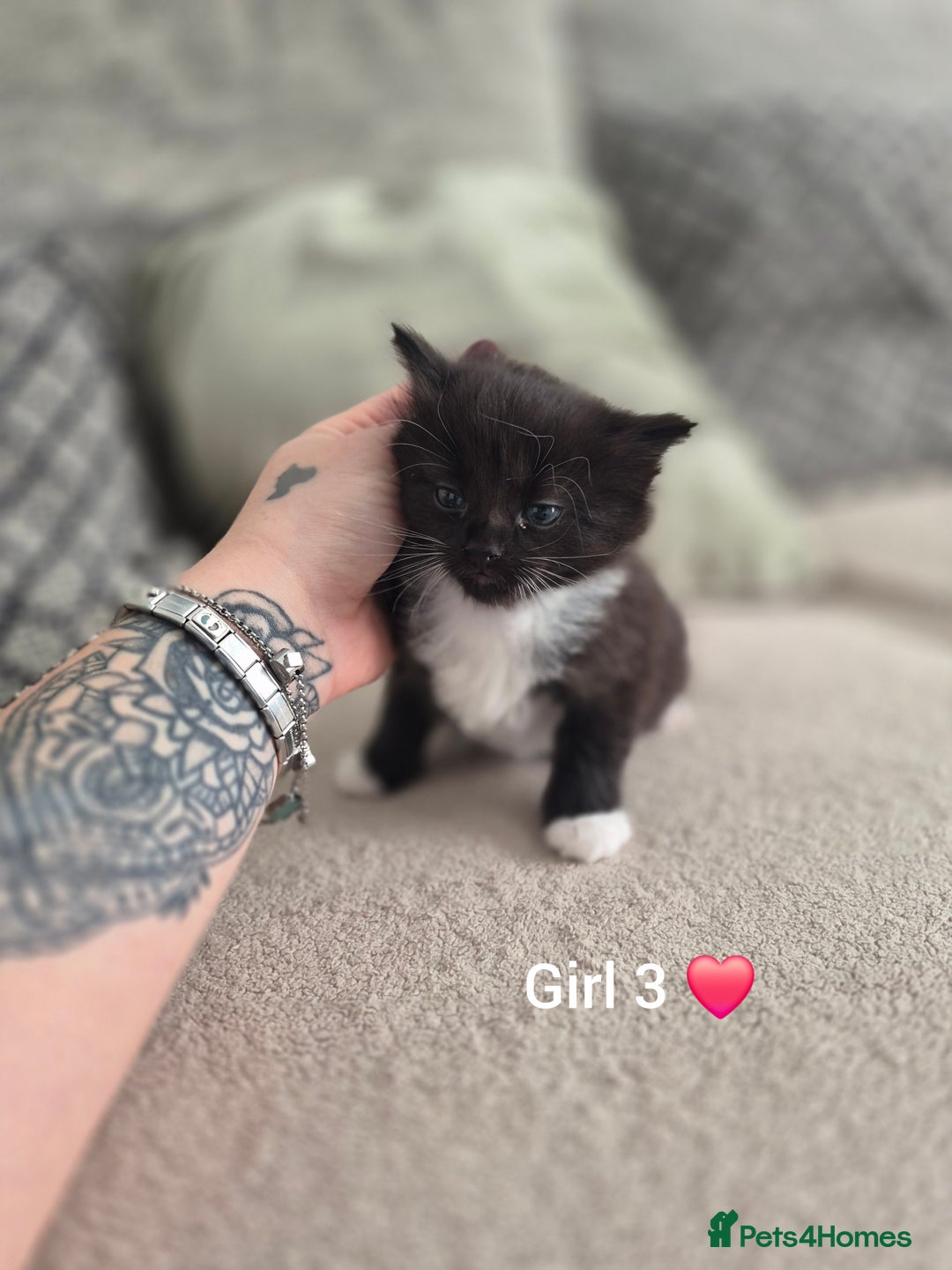 Mixed Breed cats for sale: Beautiful grey and tabby kittens  - Advert 18