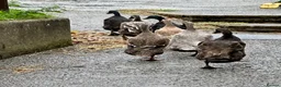 Ducks poultry for sale: Flock of young runner ducks - Advert 6