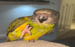 Parrots birds for sale: Senegal parrot  - Image 5