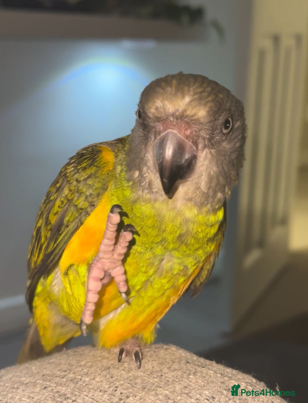 Parrots birds for sale: Senegal parrot  - Image 5