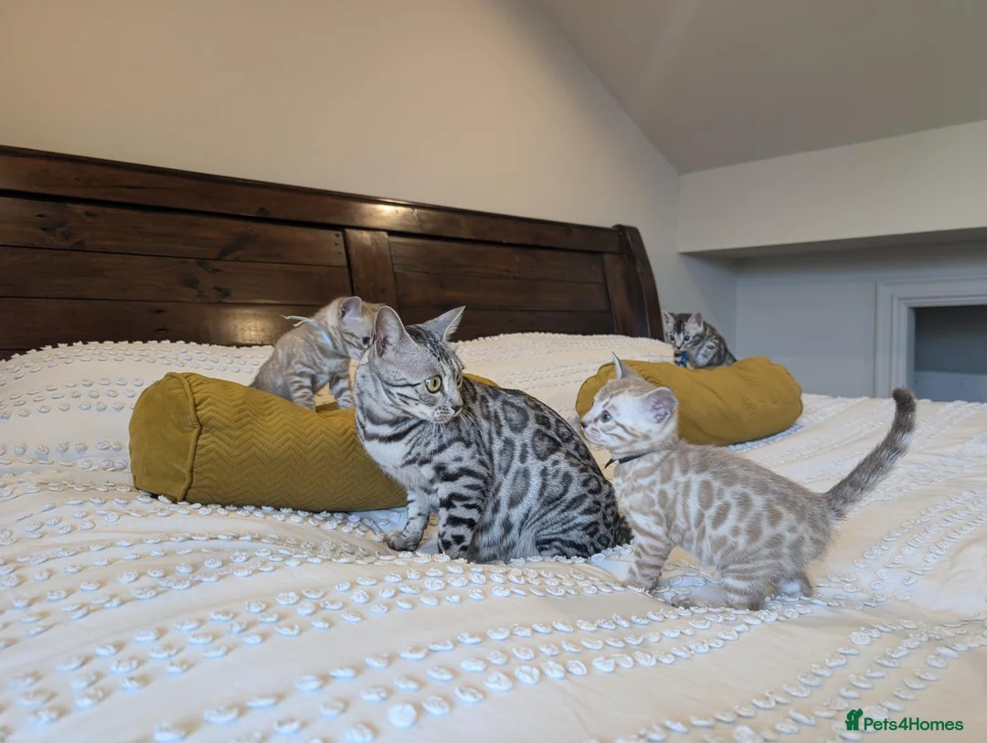 Bengal cats for sale: 🖤🩶🤍 Stunning Bengal Kittens 🤍🩶🖤 - Advert 1