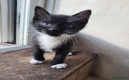 Maine Coon cats for sale: Male and female kittens looking for forever home - Image 3
