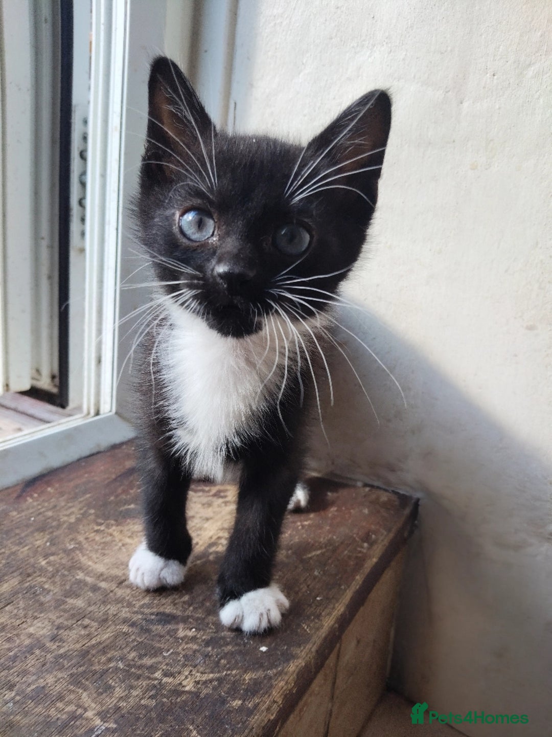 Maine Coon cats for sale: Male and female kittens looking for forever home - Image 3