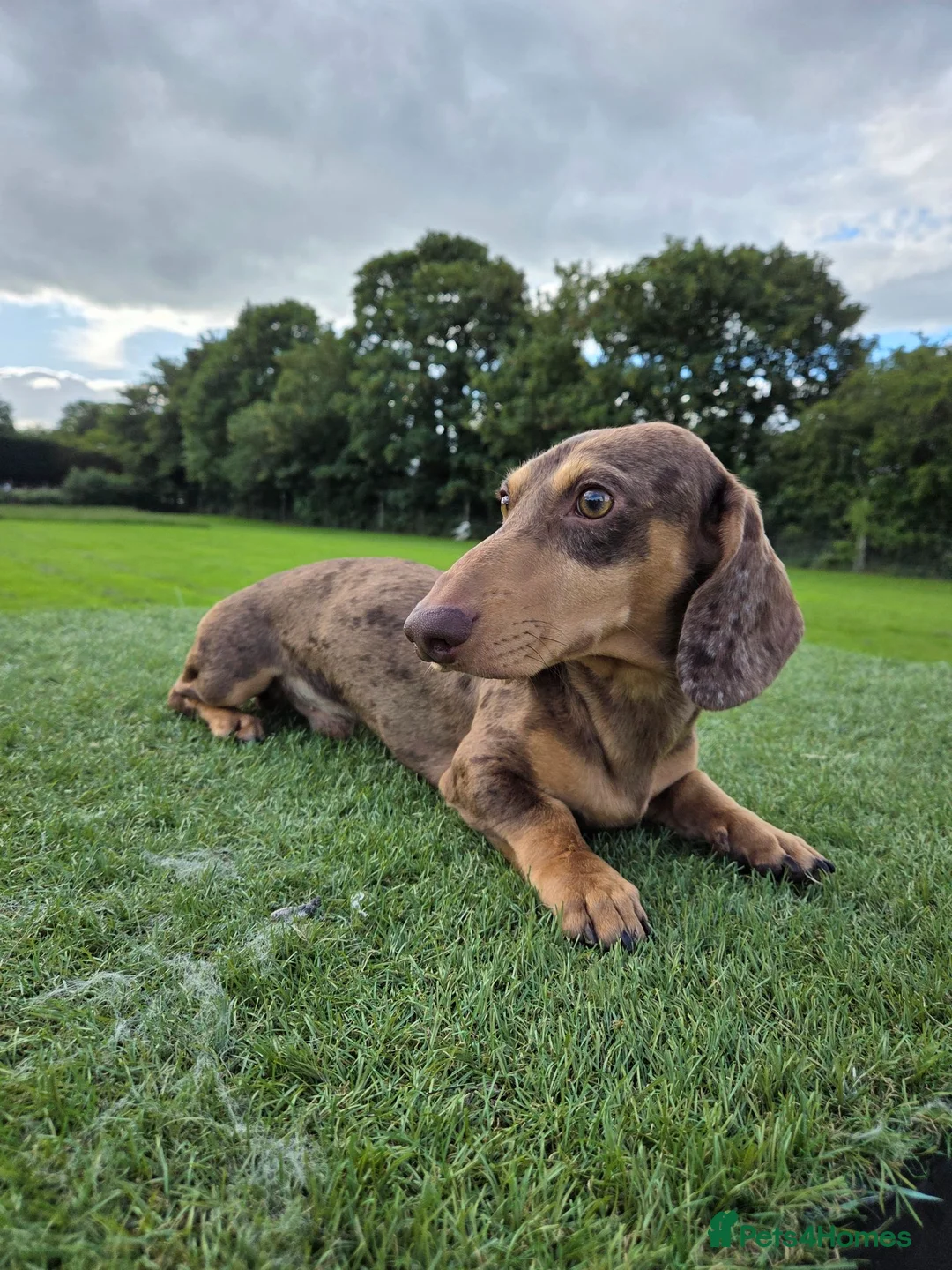 Miniature Dachshund dogs for sale: Kc registered Miniature Dachshund  - Advert 2