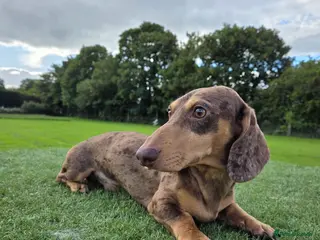 Miniature Dachshund dogs Kc registered Miniature Dachshund - Advert 12