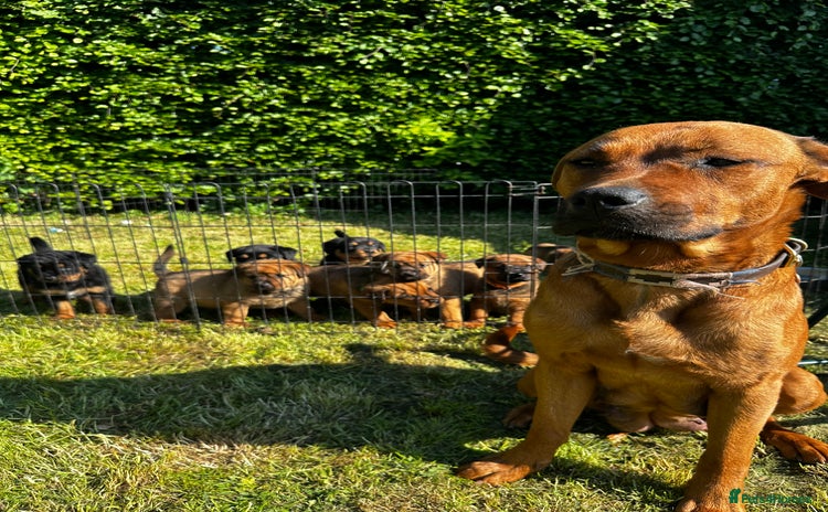 Mixed Breed dogs - Advert 6