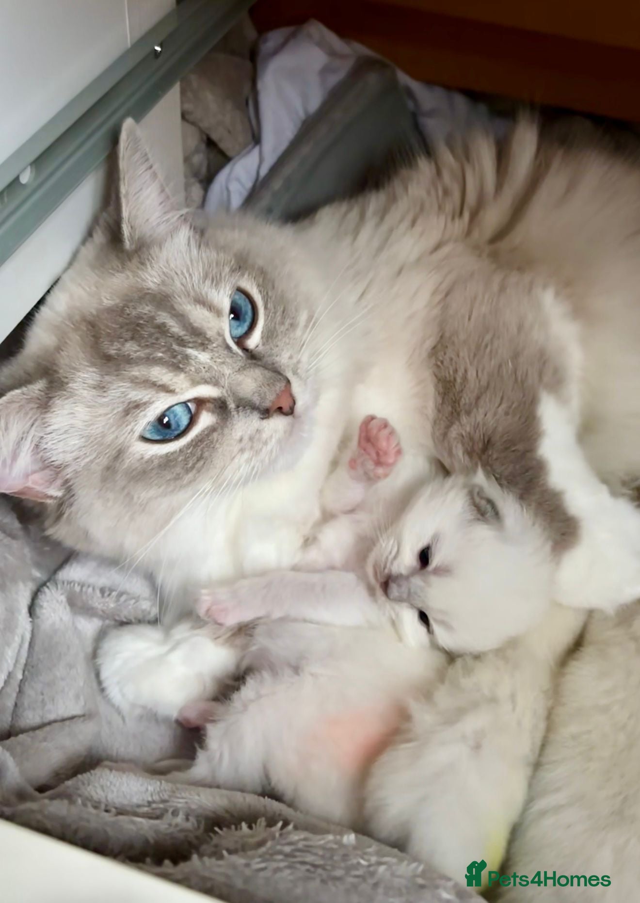 Ragdoll cats NEW LITTER AVAILABLE Ragdoll Kittens💙💕💙💕  - Advert 16