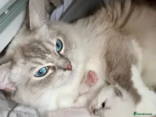 Ragdoll cats NEW LITTER AVAILABLE Ragdoll Kittens💙💕💙💕 - Advert 17