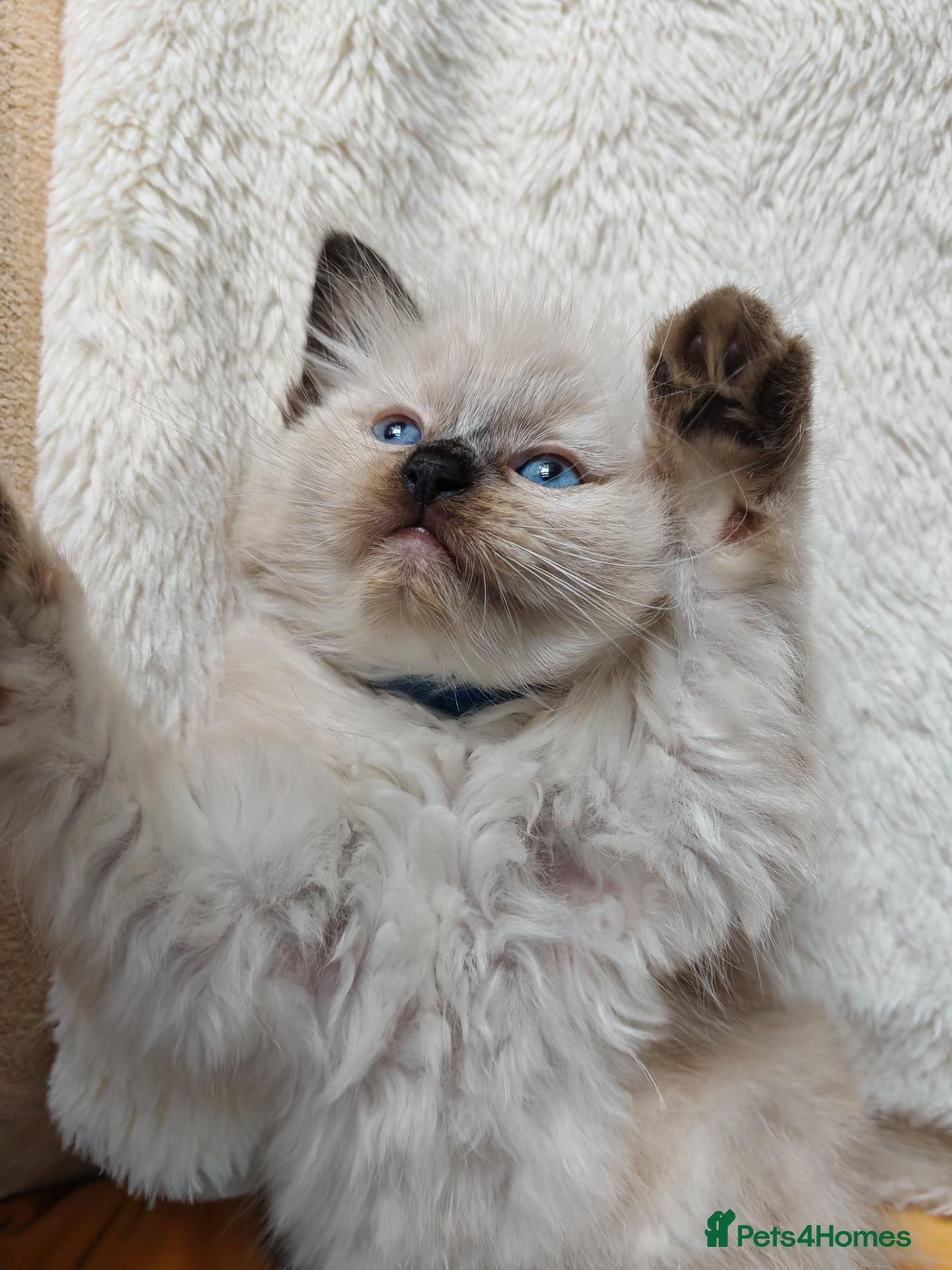 Ragdoll cats ​Beautiful Ragdoll Kittens  Boys & Girls Available - Advert 20