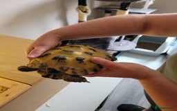 Tortoise reptiles for sale: Horsefield Tortoise - Image 4