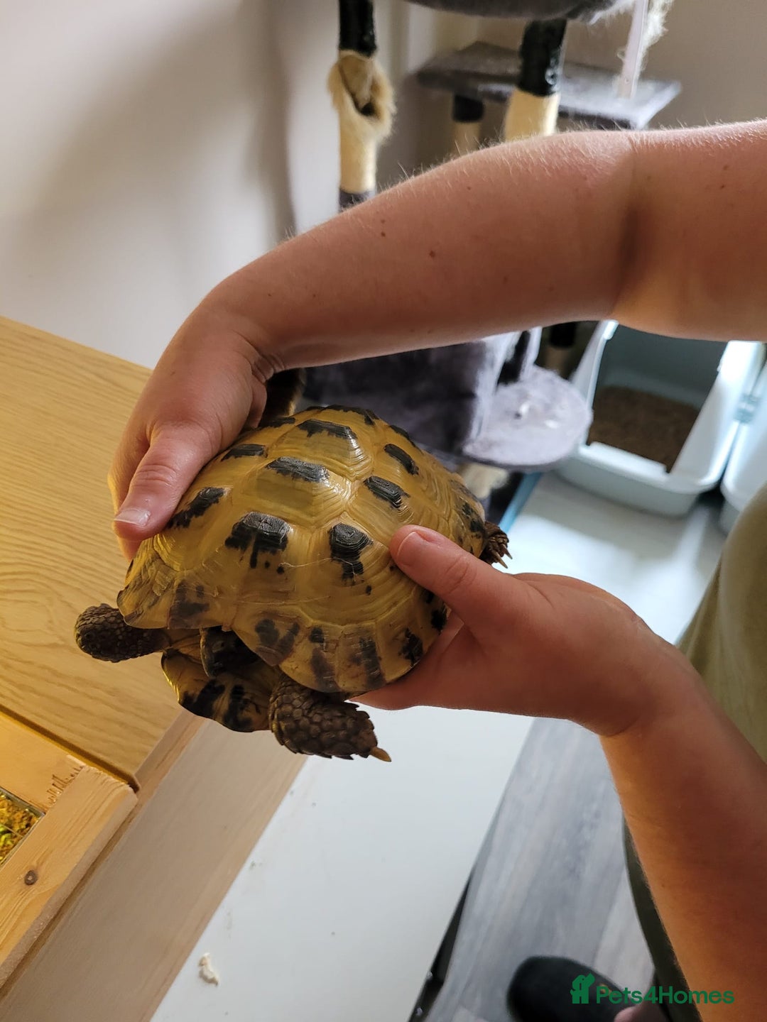Tortoise reptiles for sale: Horsefield Tortoise - Image 4