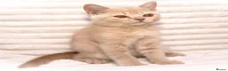 British Shorthair cats for sale: Cream British Shorthair Boy 🧸 - Advert 12