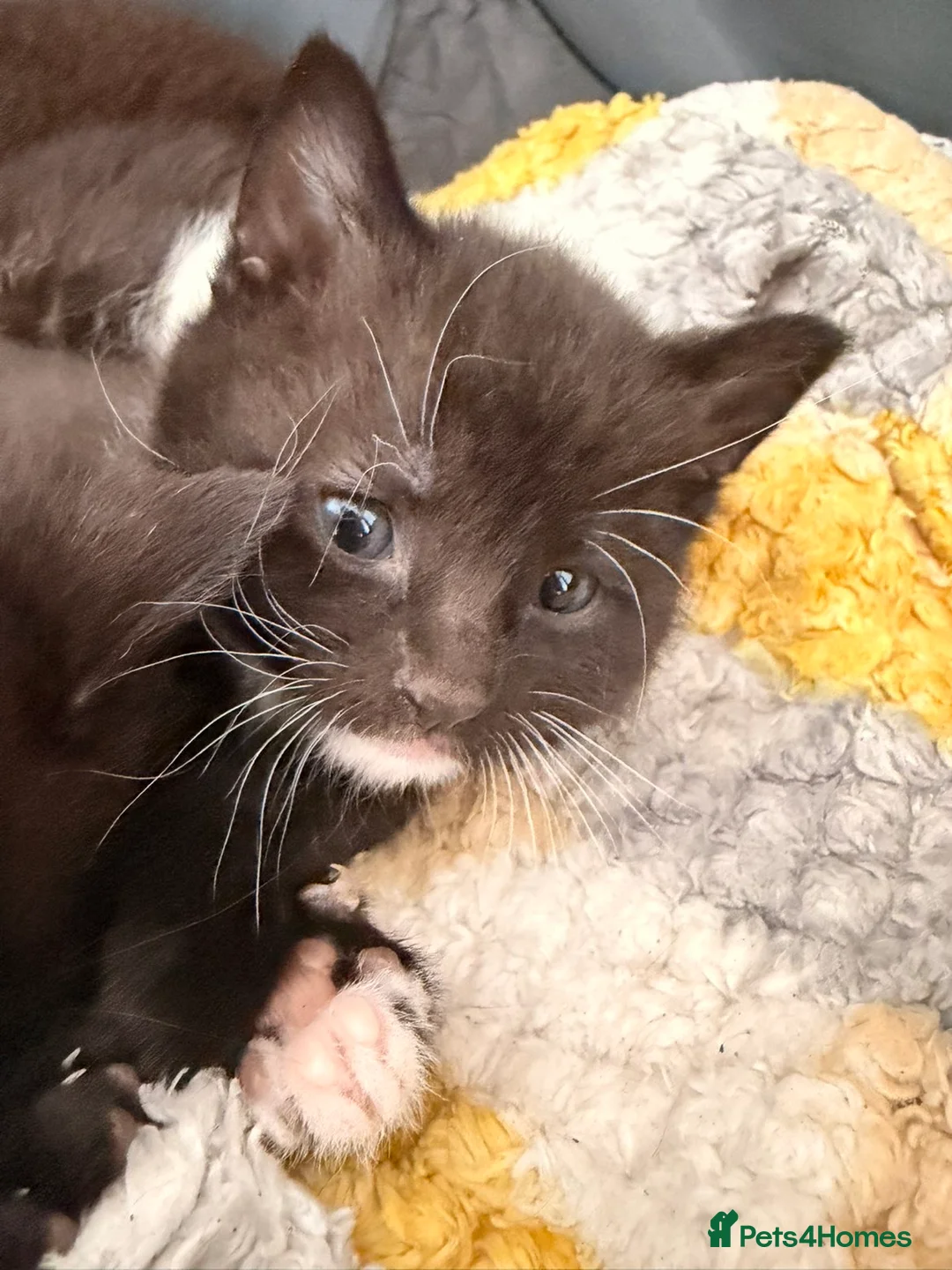 Mixed Breed cats for sale: Five black and white kittens  - Advert 2