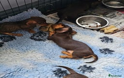 Miniature Dachshund dogs for sale: 4 beautiful wire haired daschunds  - Image 1