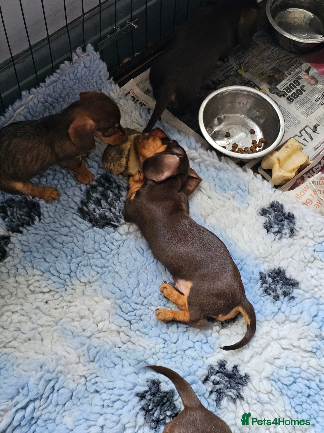 Miniature Dachshund dogs for sale: 4 beautiful wire haired daschunds  - Image 1