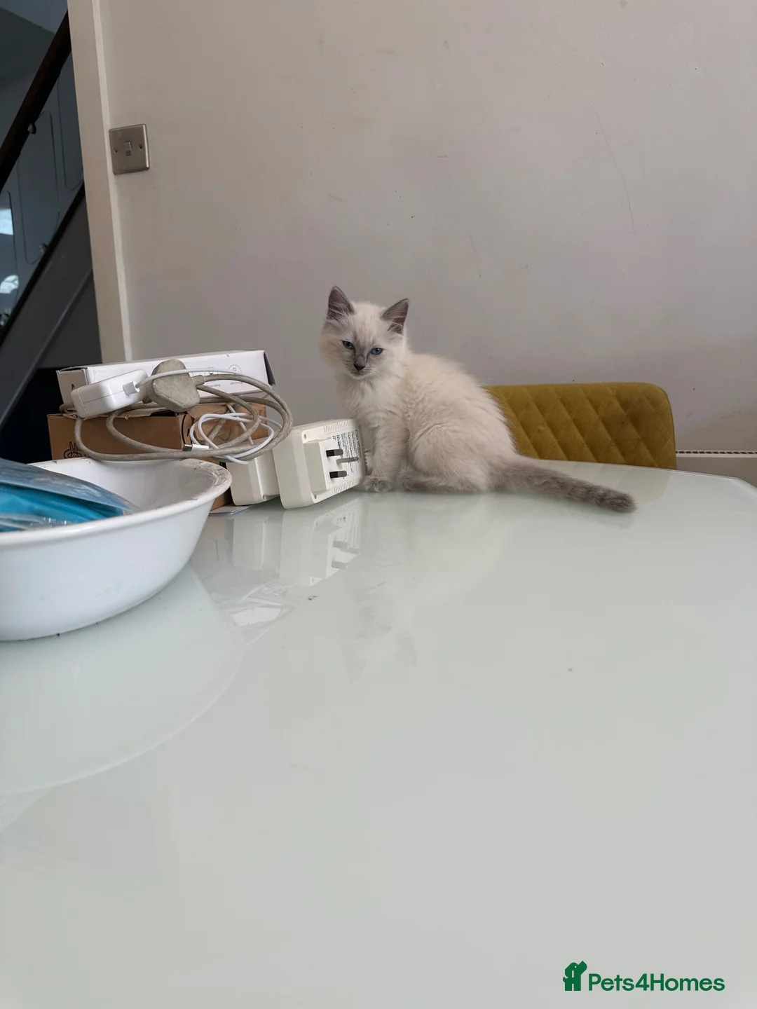 Ragdoll cats for sale: 2 beautiful blue point ragdolls kitten left  - Advert 2