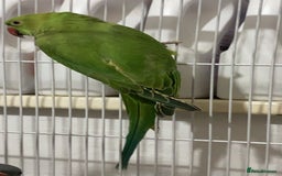 Ringnecks birds for sale: Healthy and lively Indian Ringneck available   - Advert 5