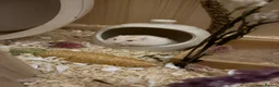 Hamster rodents for sale: Russian dwarf hamster  - Advert 3