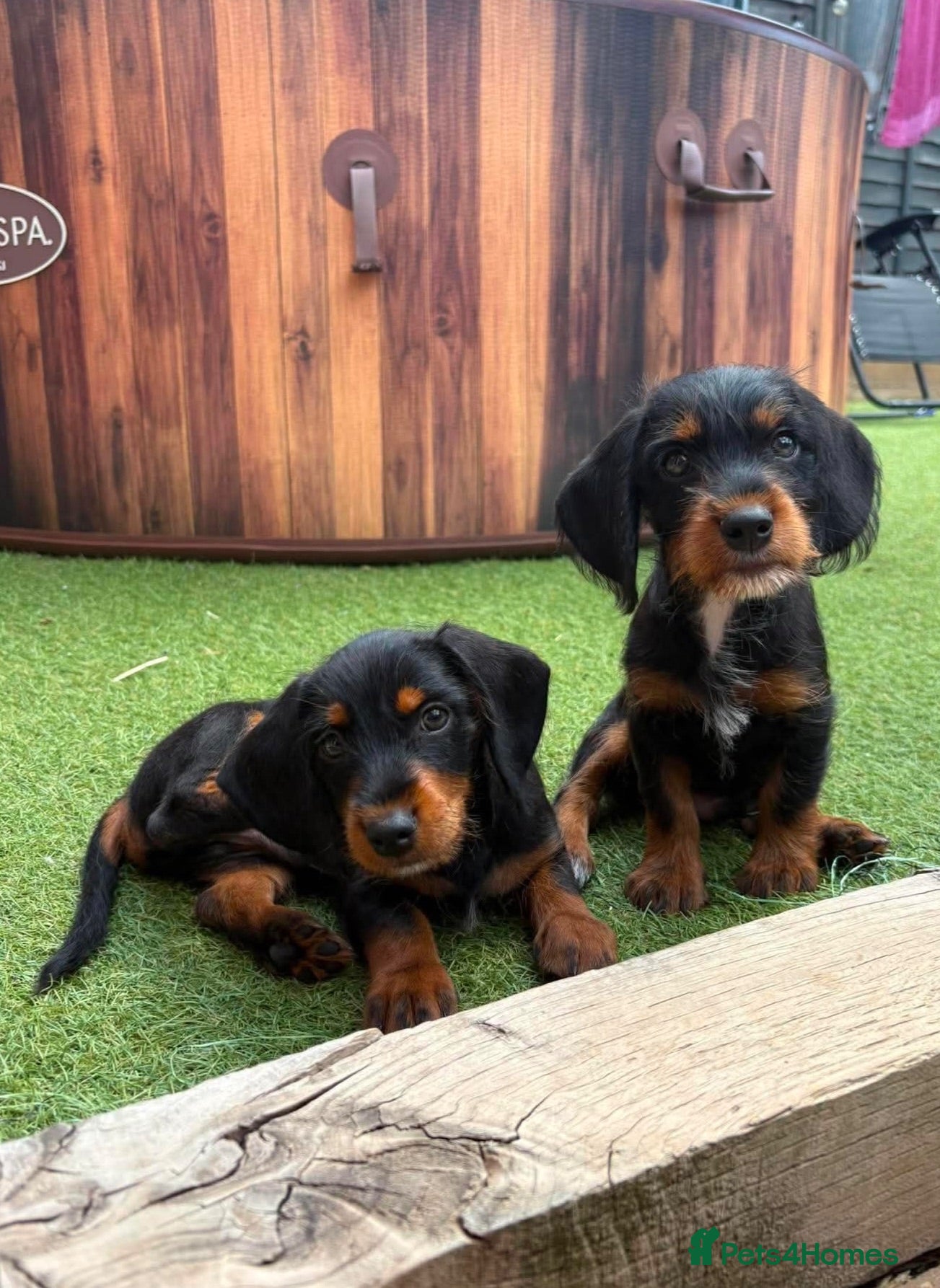 Mixed Breed dogs Doxiepoos - Advert 16
