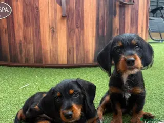 Mixed Breed dogs Doxiepoos - Advert 16