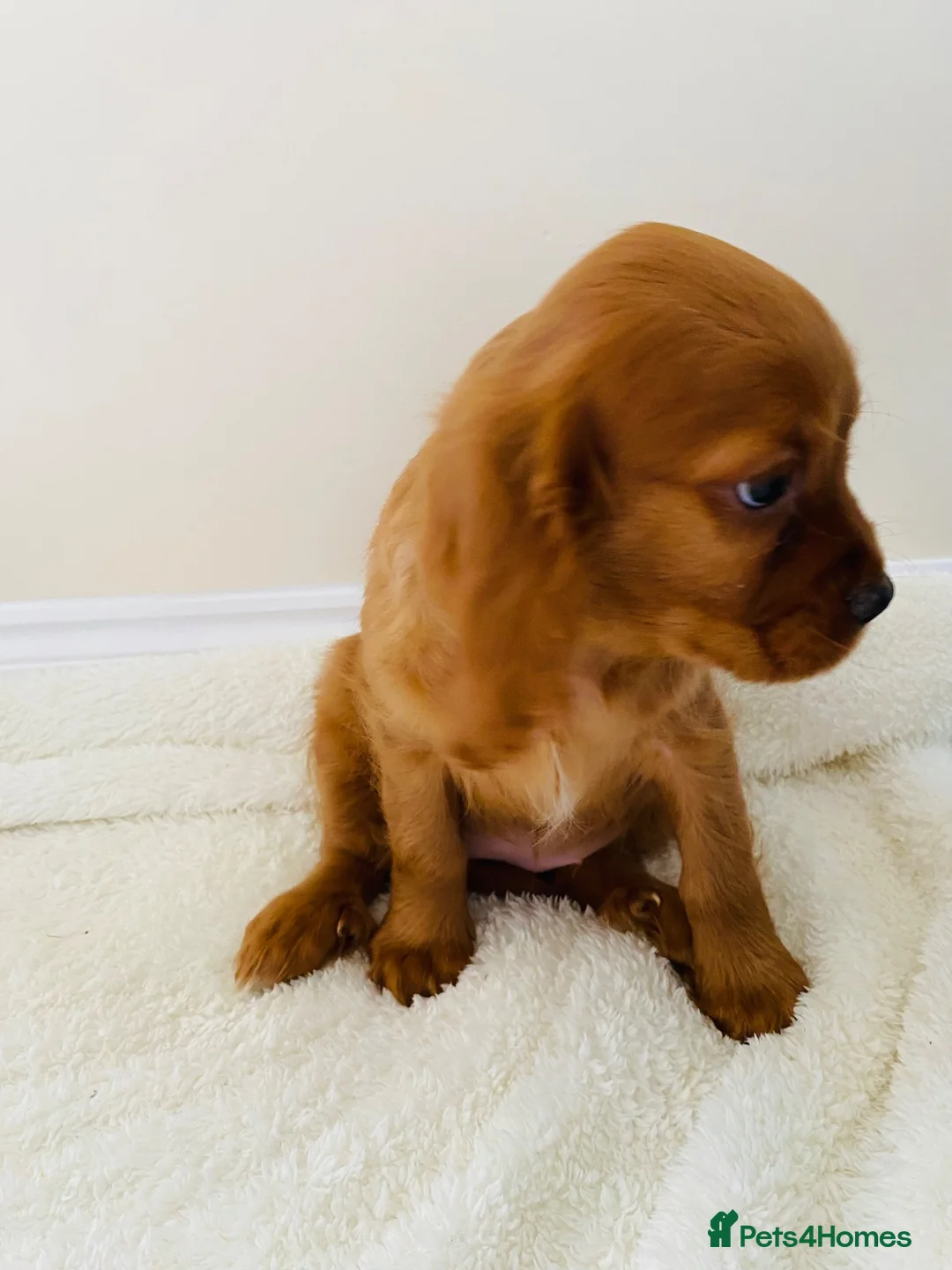 Cockalier dogs for sale: Cockalier puppy’s  - Advert 14
