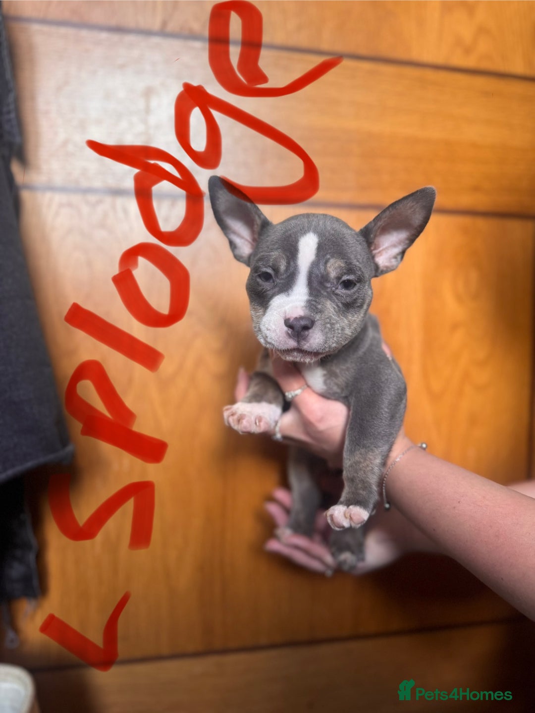 American Bully dogs for sale: American pocket bully’s  - Image 7