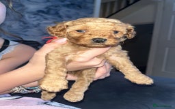 Cavapoo dogs for sale: Adorable cavapoo puppies for sale  - Advert 2